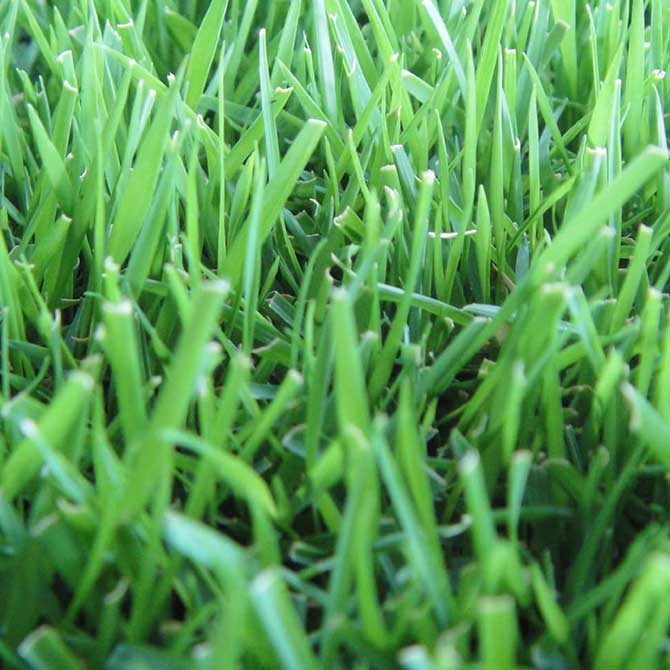 Zoysia Grass