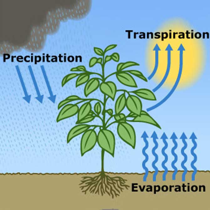 Evapotranspiration