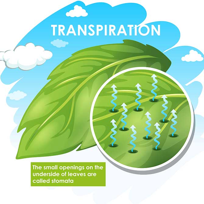 Transpiration