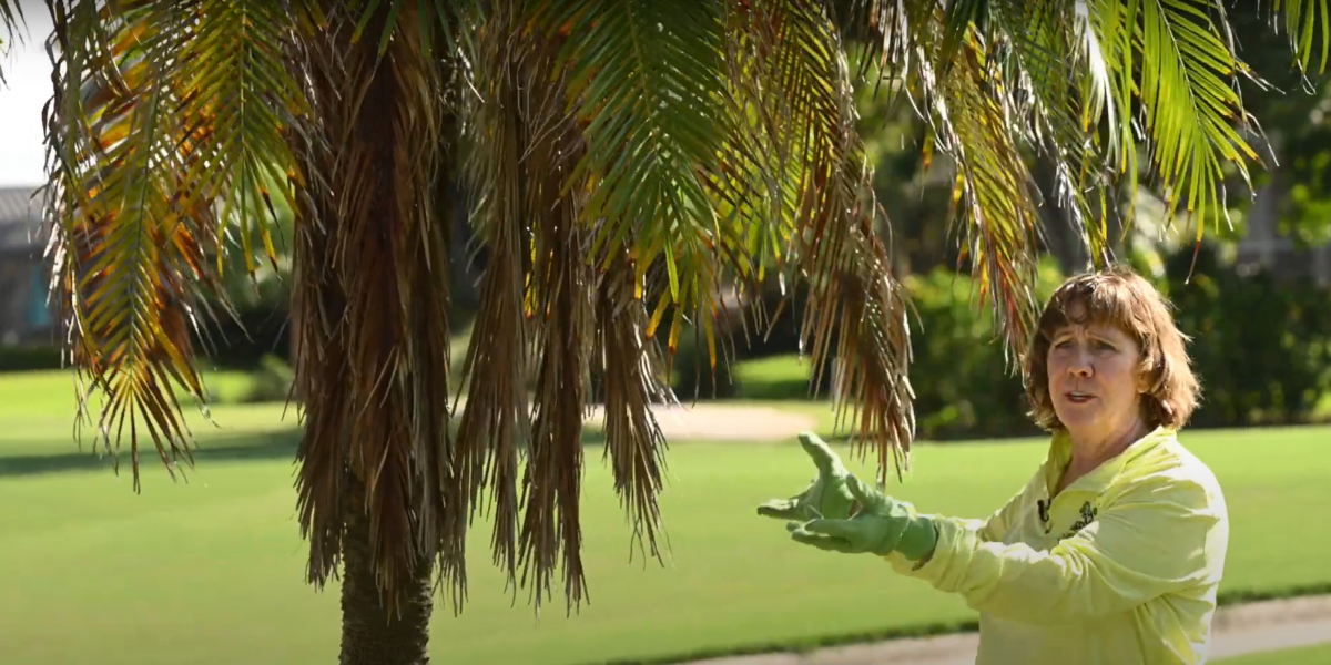 PALM TREES